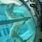 UENO Polar Bear 