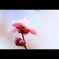 春光