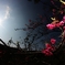 八重桜