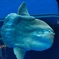 マンボウ、浮上