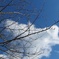 桜の枝
