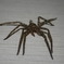 スパイダーまん