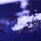 雪の日の一枚