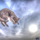 The applicants for "CATWINGS"