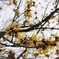 マンサクの花