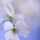 ふわり・さくら草