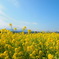 菜の花畑