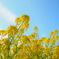 菜の花