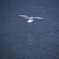 landing!!
