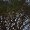 branches