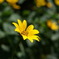 高原で撮ったけど、その辺にある花(^_^；