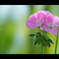 GREENHOUSE　＜ 03 ＞