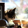 猫のいる朝（sora）
