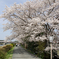 2008年の桜１