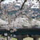 2008年の桜２