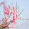 梅の花