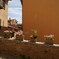 stagione della fioritura