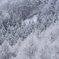 霧氷
