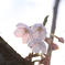 夕日に透ける桜