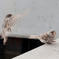 flying-bird