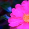 DSCF1615