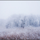 　雪 譜