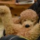 眠い犬