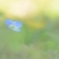春の息吹
