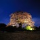 醍醐の夜桜