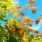 紅葉にはまだ早い