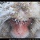 Snow Monkey