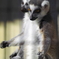 宇都宮動物園4