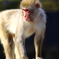 宇都宮動物園7