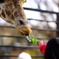 宇都宮動物園10