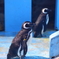 宇都宮動物園11