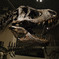 T-REX