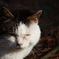 ねこ