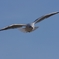 FLY