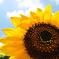 太陽の花