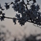 朝桜