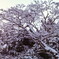 雪景色