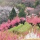 春を咲き競う