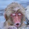 温泉に骨抜きにされた子ザル
