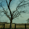 symbol　tree