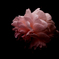 Secret Rose