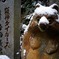 雪の京たぬき