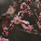 雪の久良木公園梅