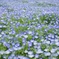 Flower Carpet