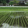 水無月の雨