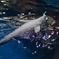 photo_2373715